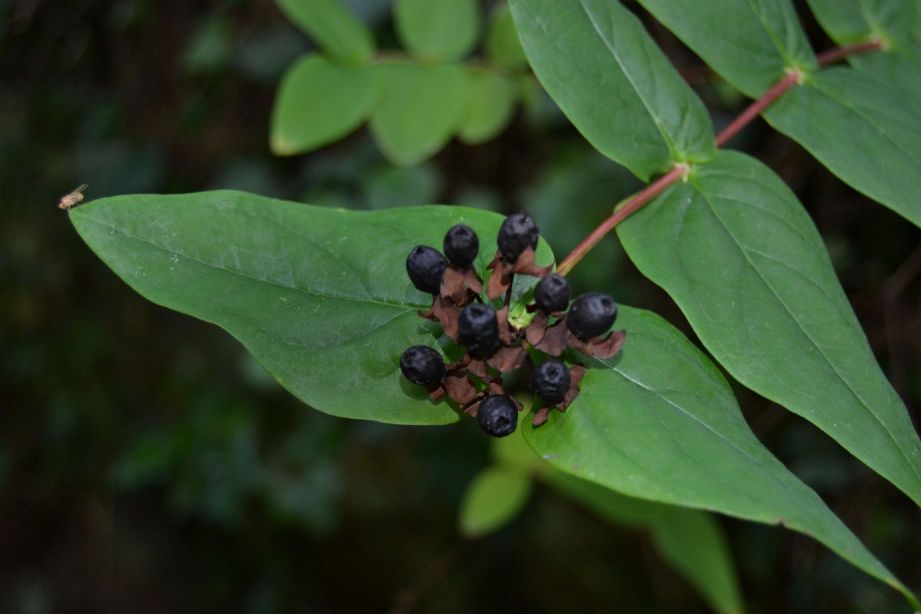 Hypericum androsaemum /Erba di S. Giovanni arbustiva